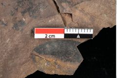 Foto (Detailansicht) von Xylomites lignitum Ettingshausen (NHMW-GEO-2024-0188-0051a)